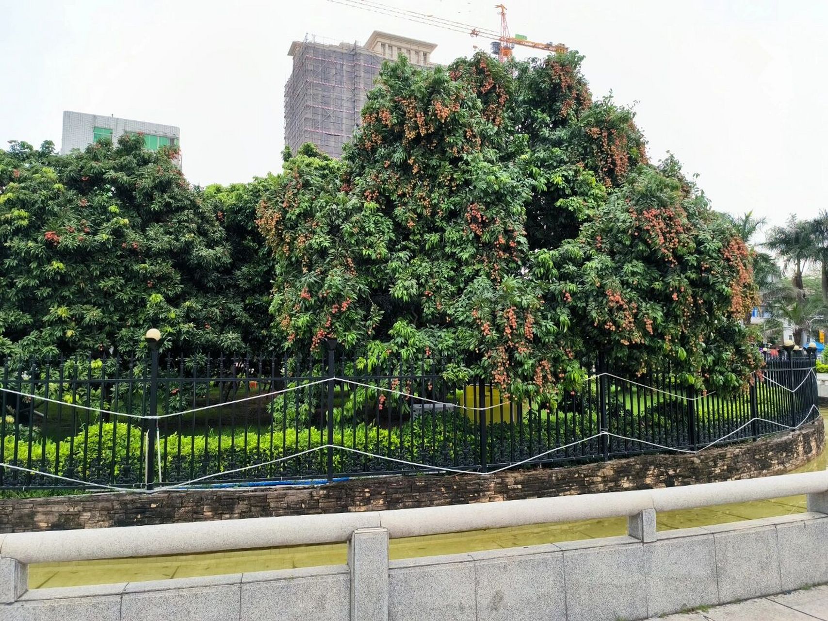 今天终于看到鼎鼎大名的增城挂绿母树了