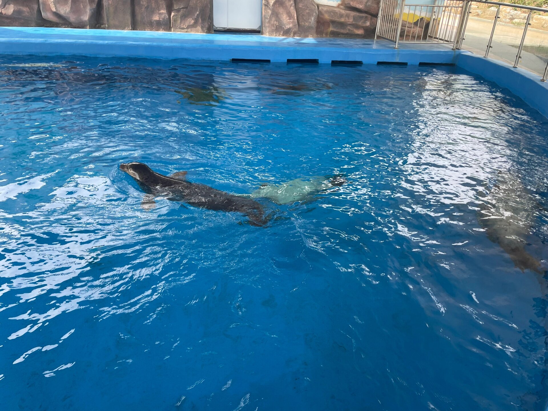 石家庄动物园的极地海洋世界98
