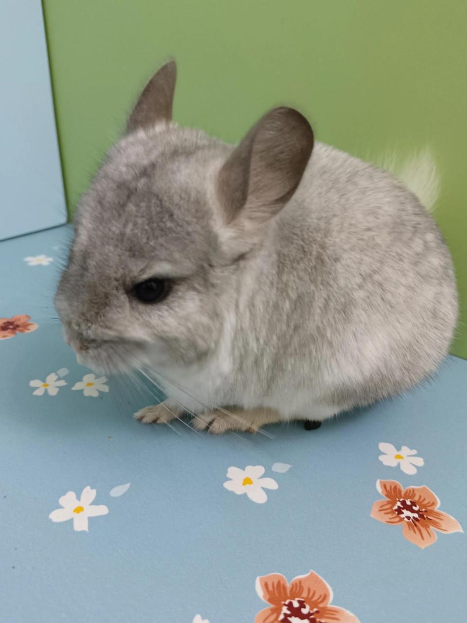 龙猫的价格在几百到几千不等 的比较多,主要看颜色,品种,基 因, 懈耨