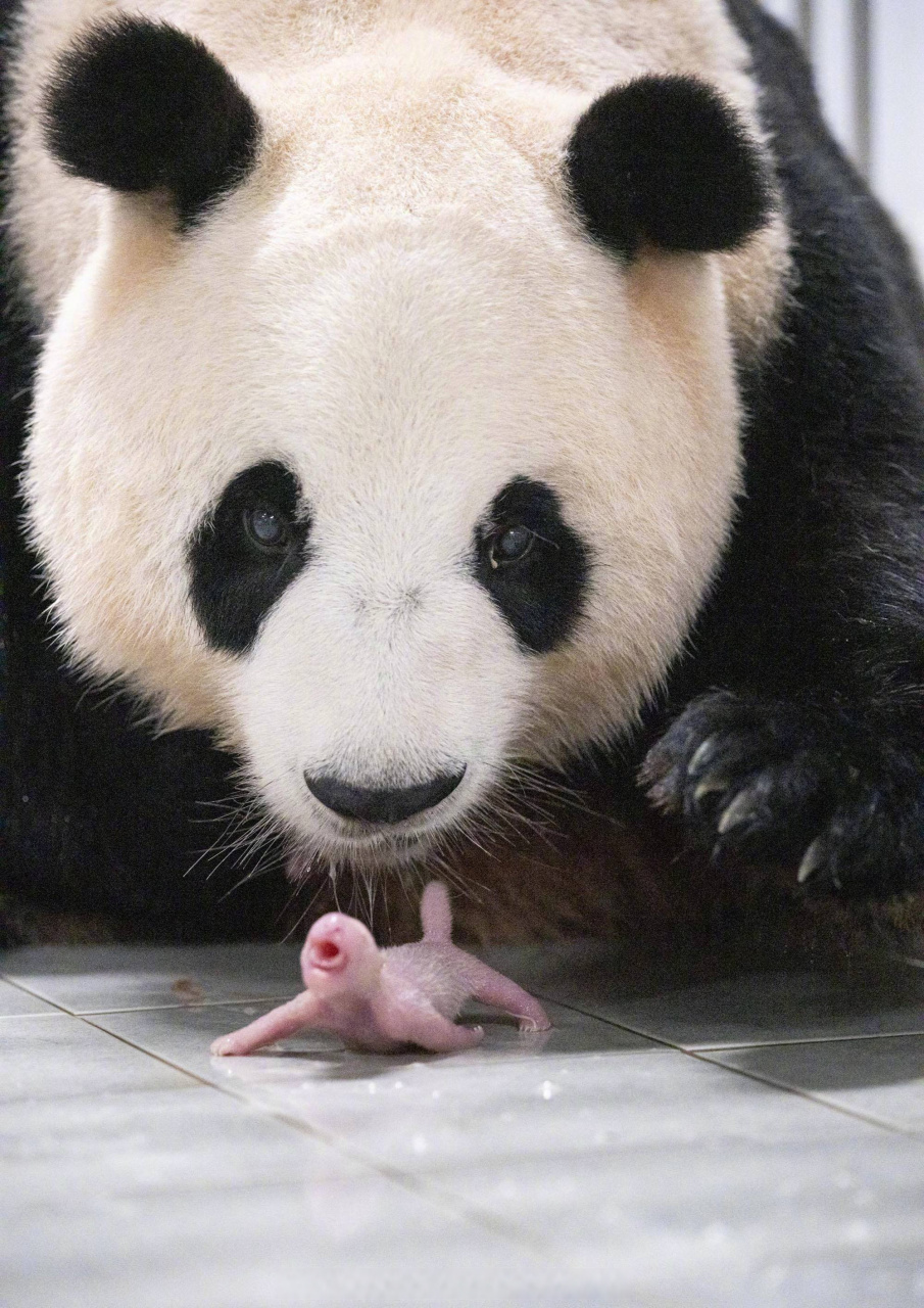 熊猫欢欢出生地点图片