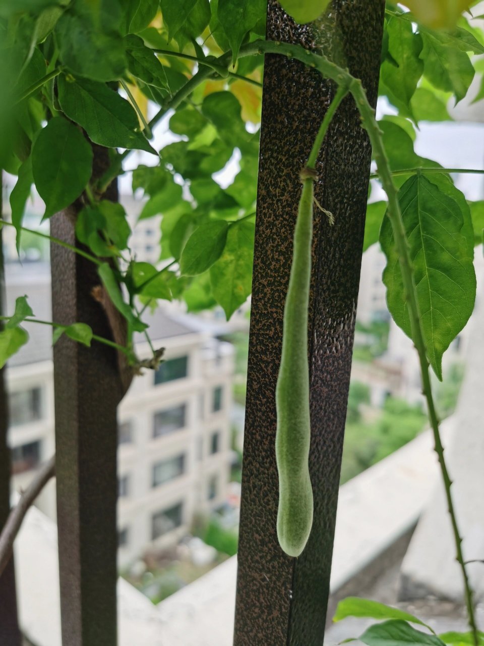 紫藤结了好多豆荚? 这是它的种子吗?怎么跟豆角长得那么像? 要剪掉吗?
