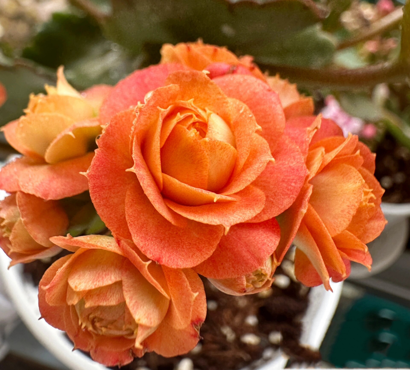 长寿花 华丽橙/赫尔利/赫丽/橙巴黎/万圣节 哦豁又是一盆有很多名字的