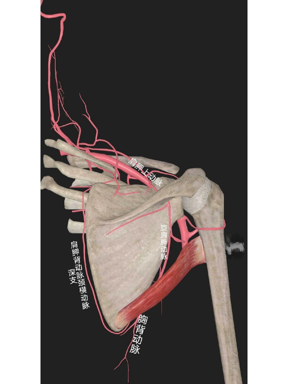 腋动脉&锁骨下动脉&肩胛骨的动脉
