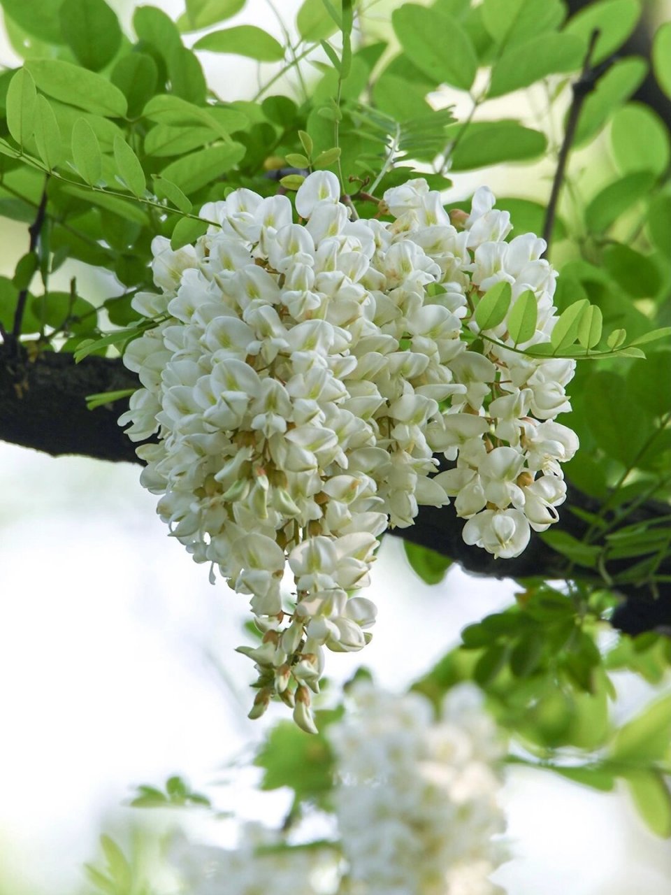 9298  枚槐花,这个名字可能有点陌生,但它的美,绝对是让人一见