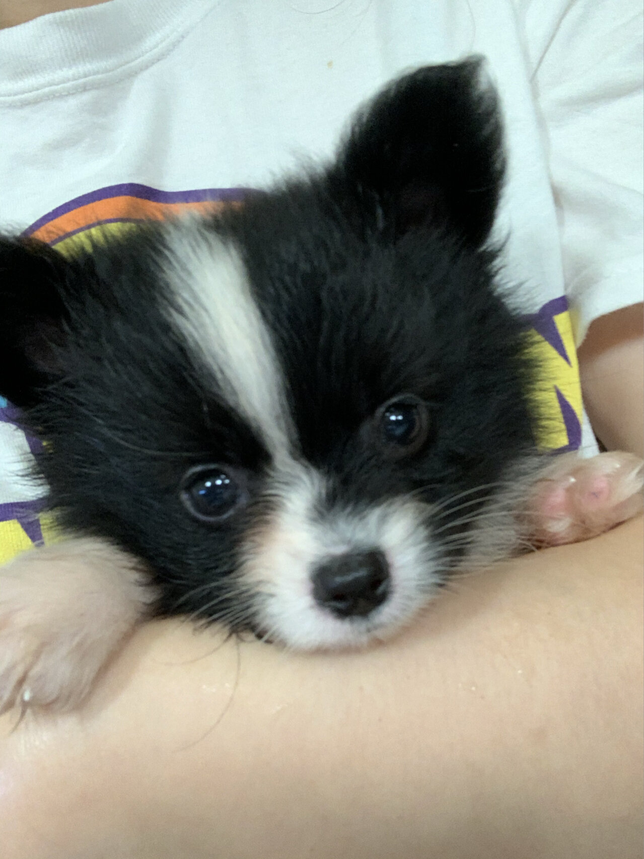 可爱哒黑白博美蝴蝶串串 刚接了两个月的小宝宝,1.