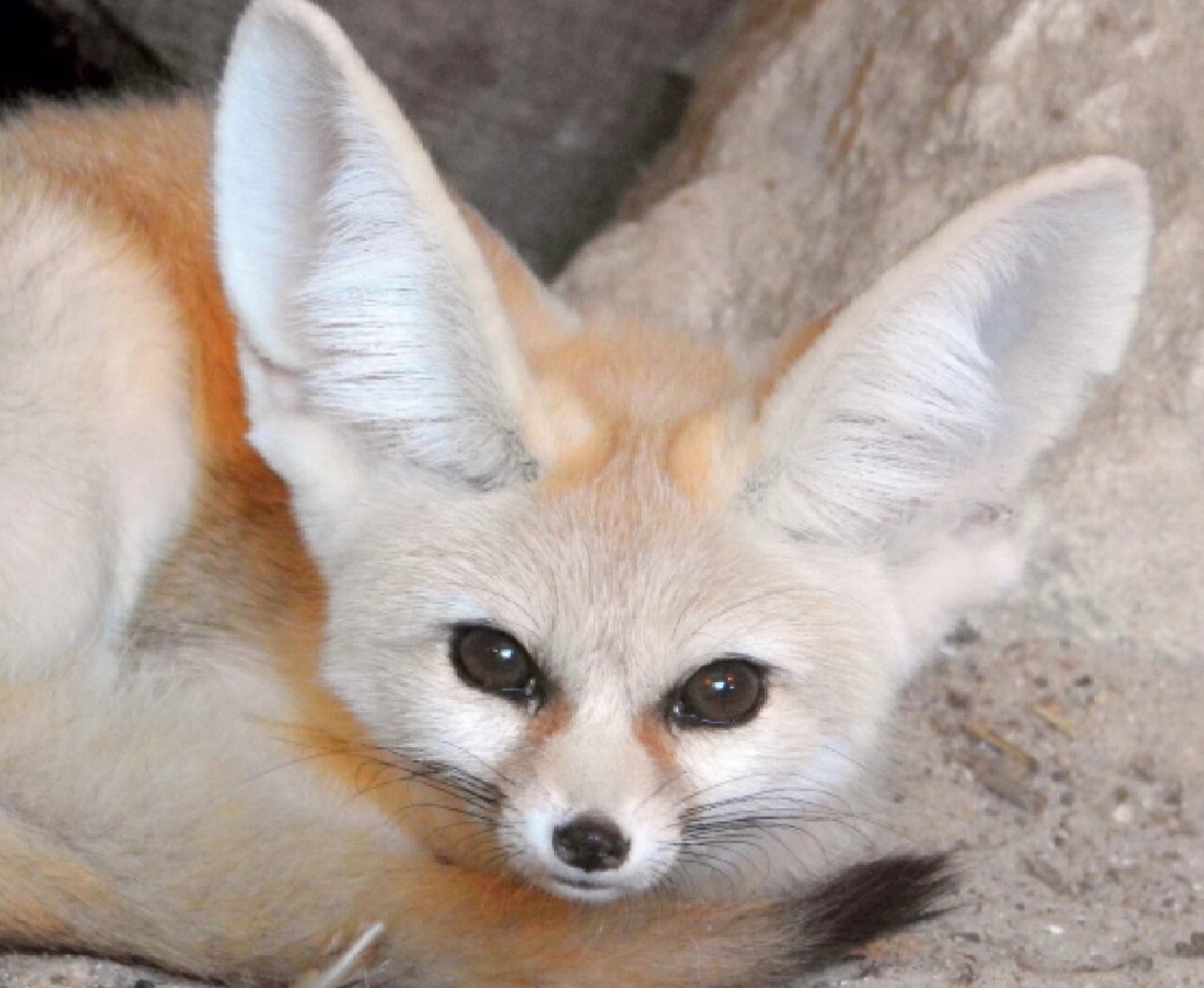 大耳朵小狐狐 大耳狐(学名:otocyon megalotis)有蝙蝠翅膀一样的耳朵