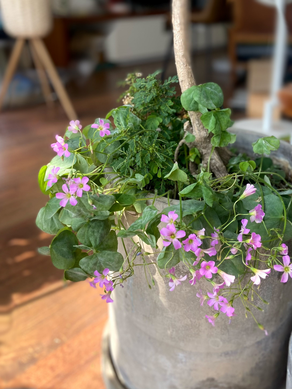 我家封闭阳台的100株植物|(39)多肉情人泪 又是一年春天.