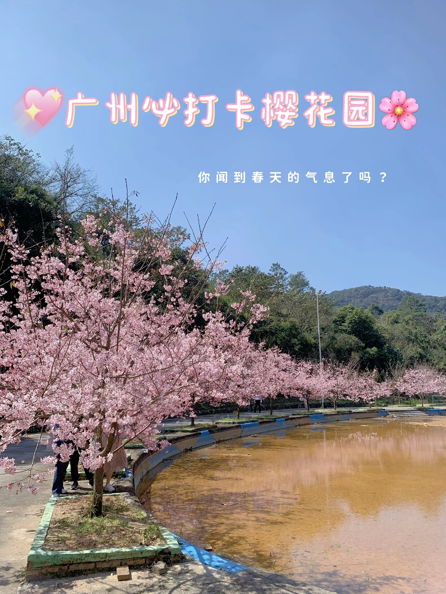 春天必打卡的樱花圣地--广州周边游|花都