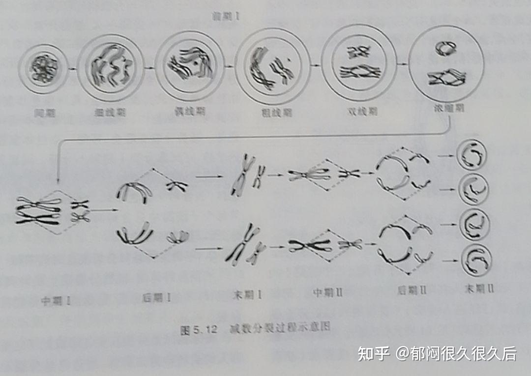 同源染色体图解图片