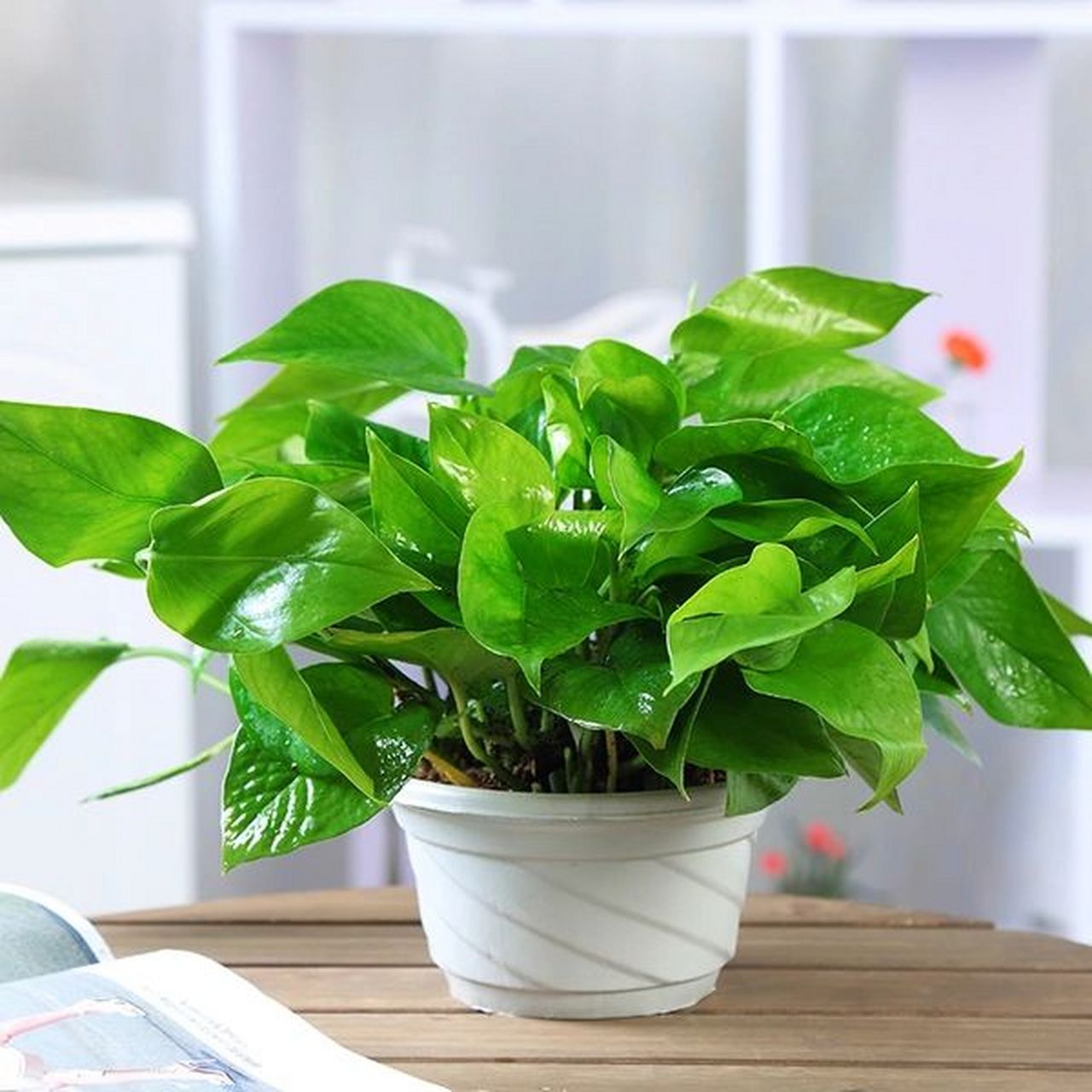 绿萝|随便养都可以活的植物 绿萝,真的是坚强的代名词 不管什么环境都