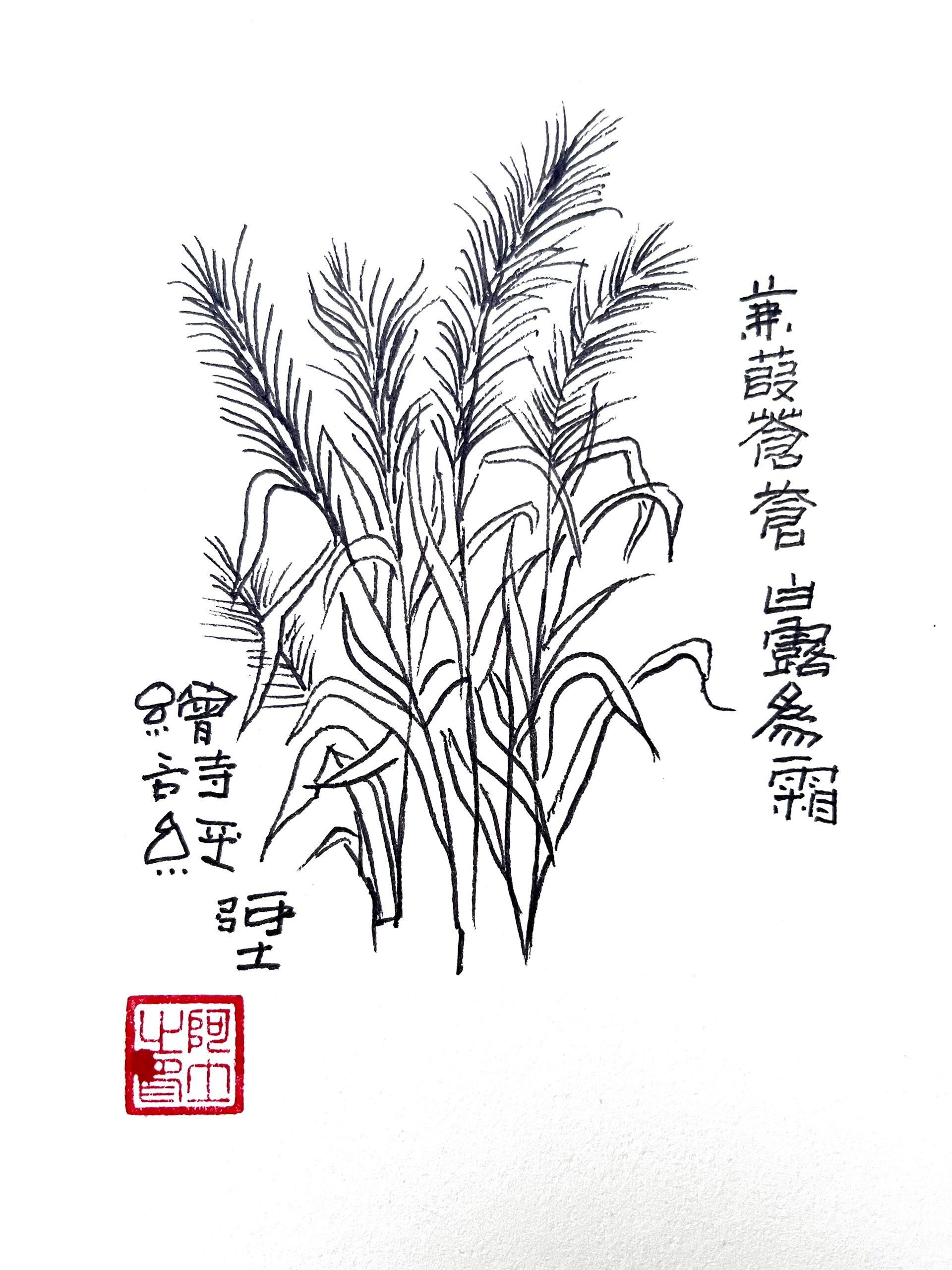 诗经草木绘之 010 蒹(葭