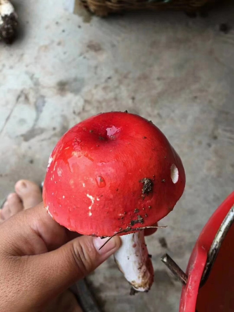 云南纯野生大红菇月子菇 红菇这种野生菌没有什么高大上的名字,只因它