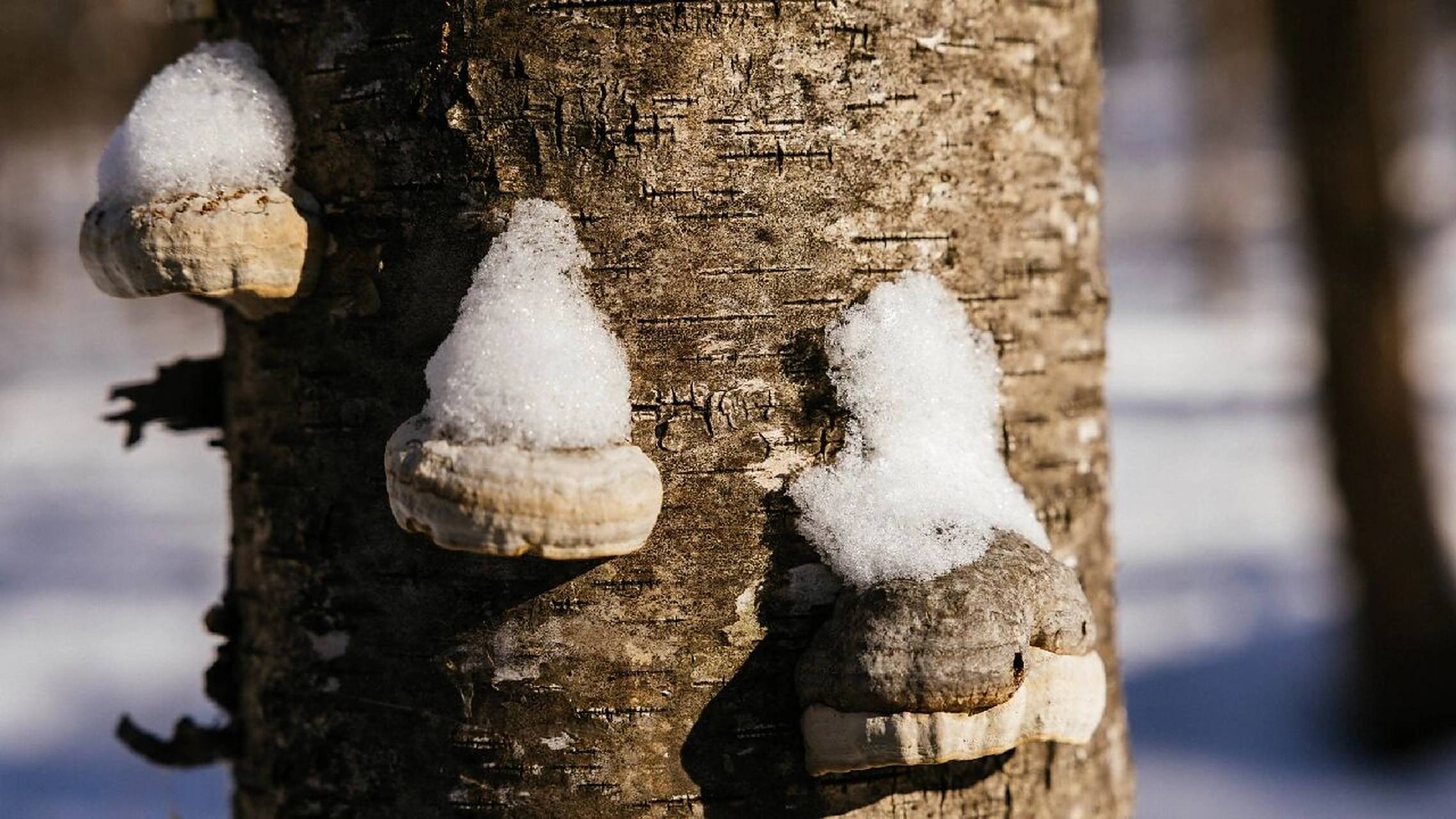 寄生在白桦树上的马蹄菌 你知道马蹄菌吗?