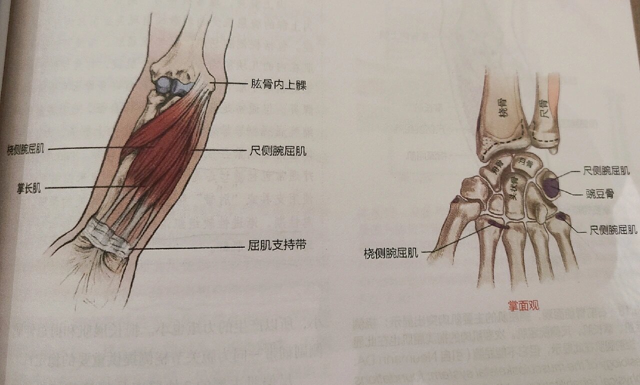 认识掌长肌 7815掌长肌 近端附着点 肱骨内上髁