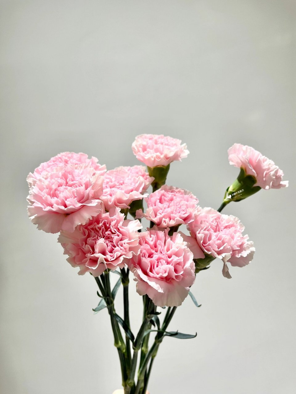 每天带你认识一种花材|粉佳人康 9494花材:粉佳人康乃馨 9494