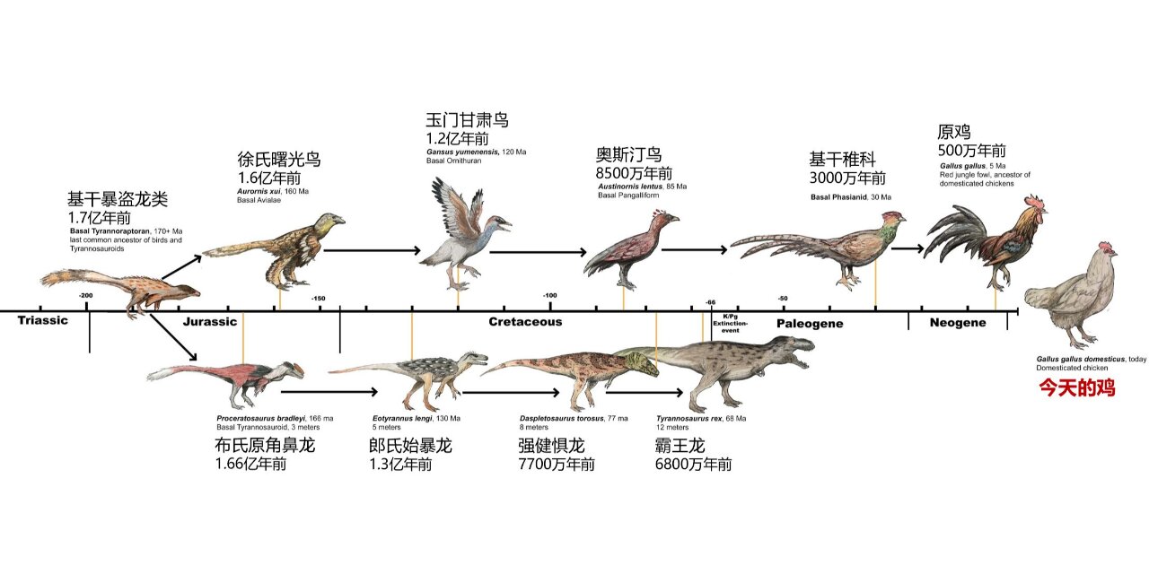 恐龙和鸟类