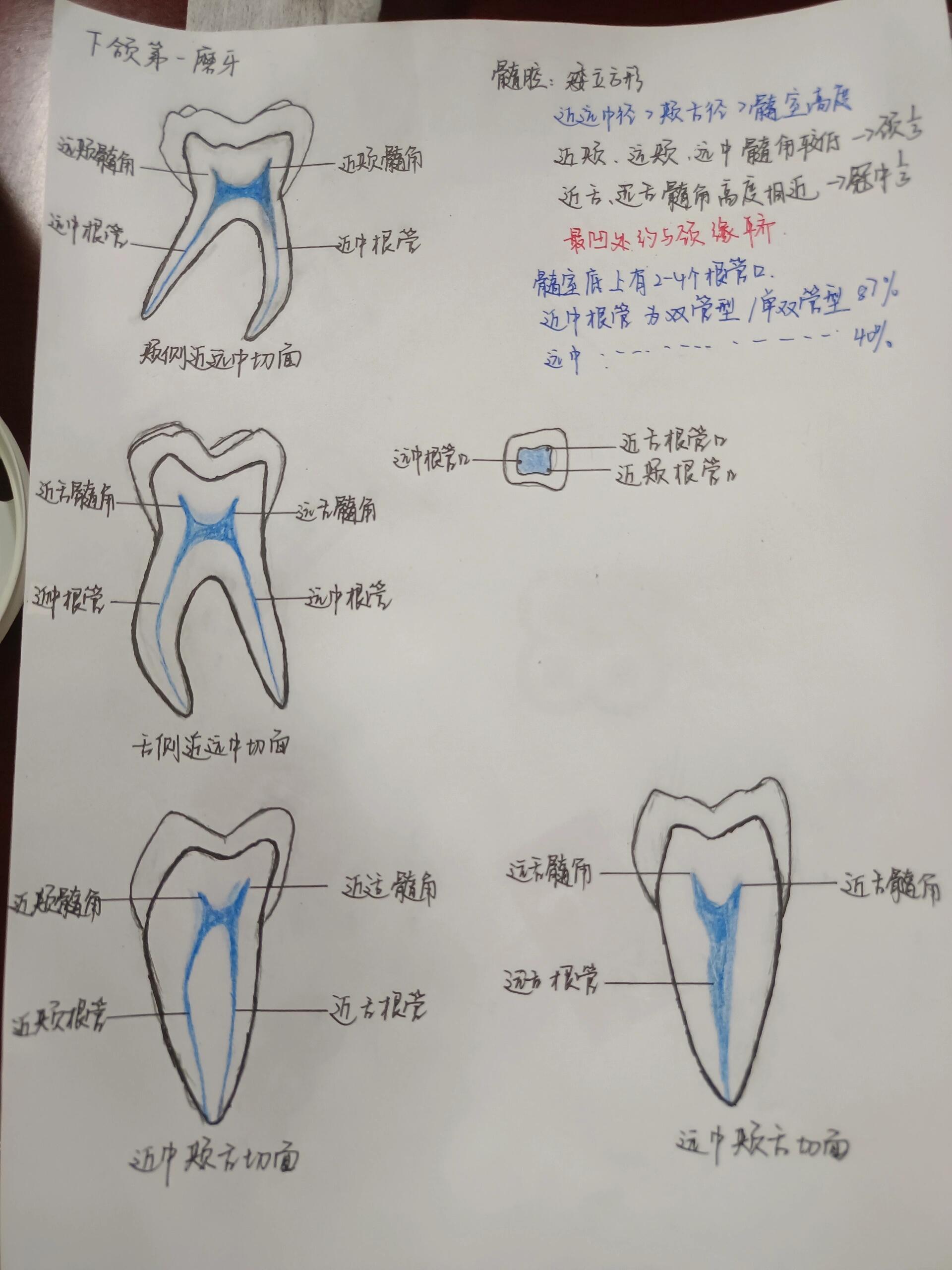 口腔解剖手绘图图片