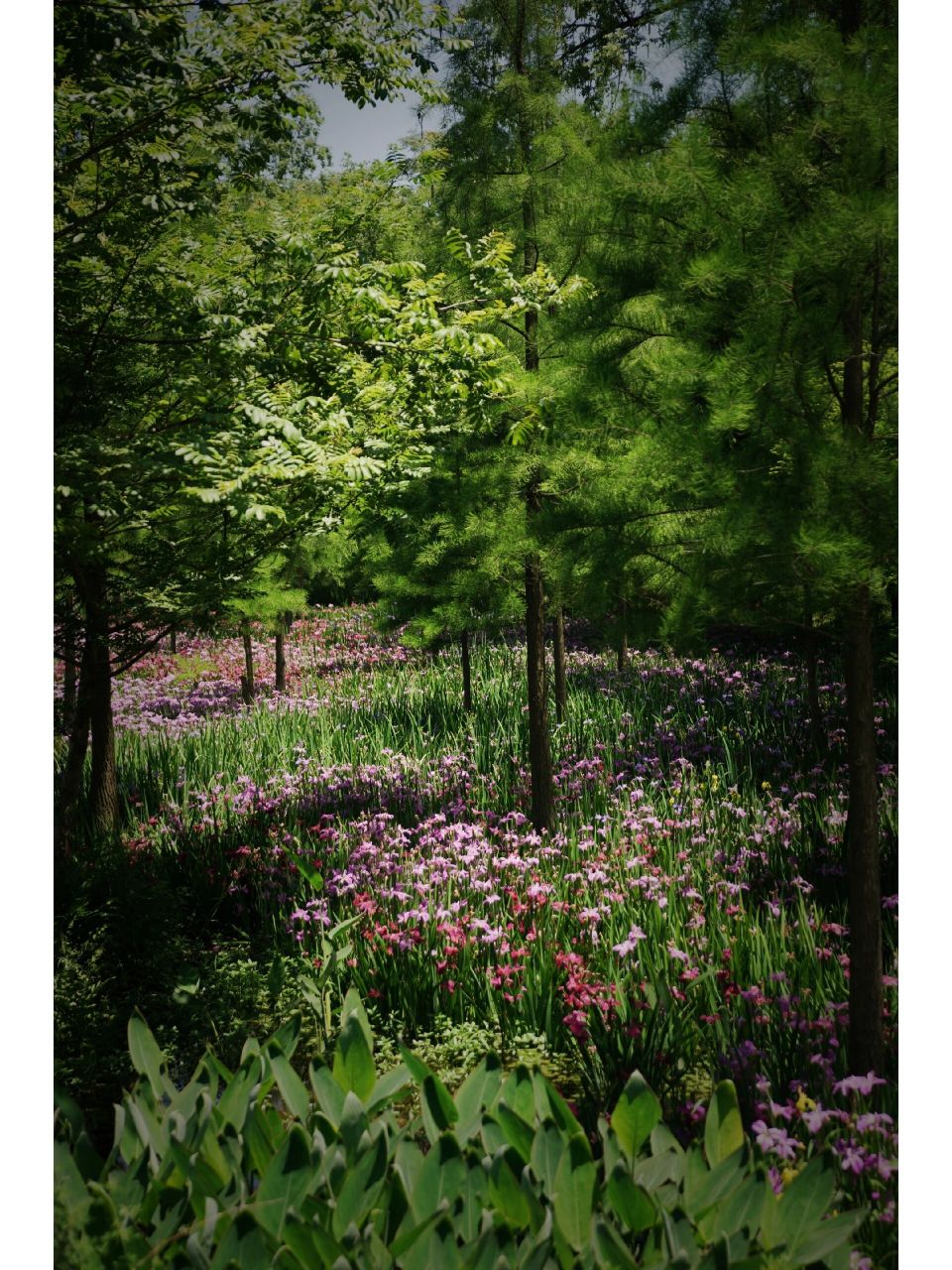 丽水#九龙湿地公园 九龙国家湿地公园初印象  入园,直走通过木质栈道