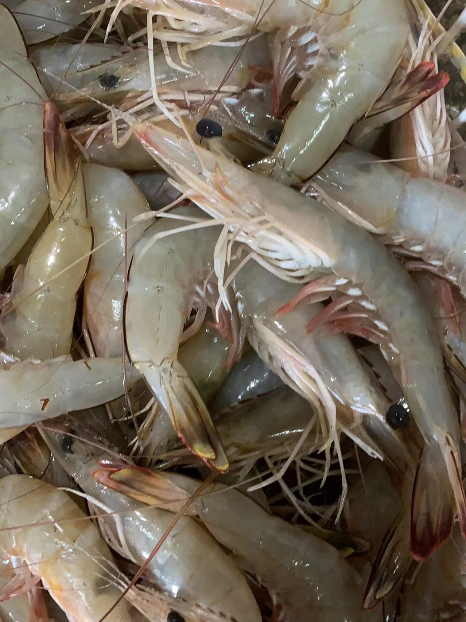 这才是海虾08,不要再把海水虾当成海虾啦 怎么区分海虾和海水虾的呢