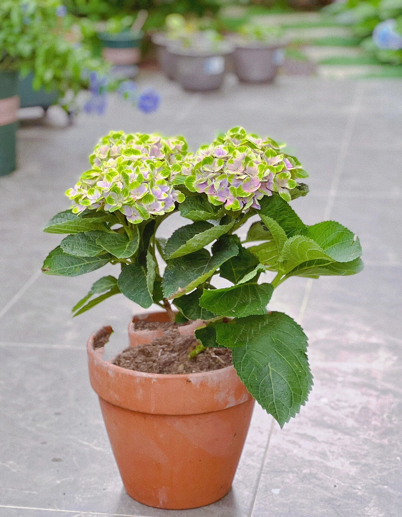 绣球魔幻紫水晶|开花三个月,阳台党必入哟