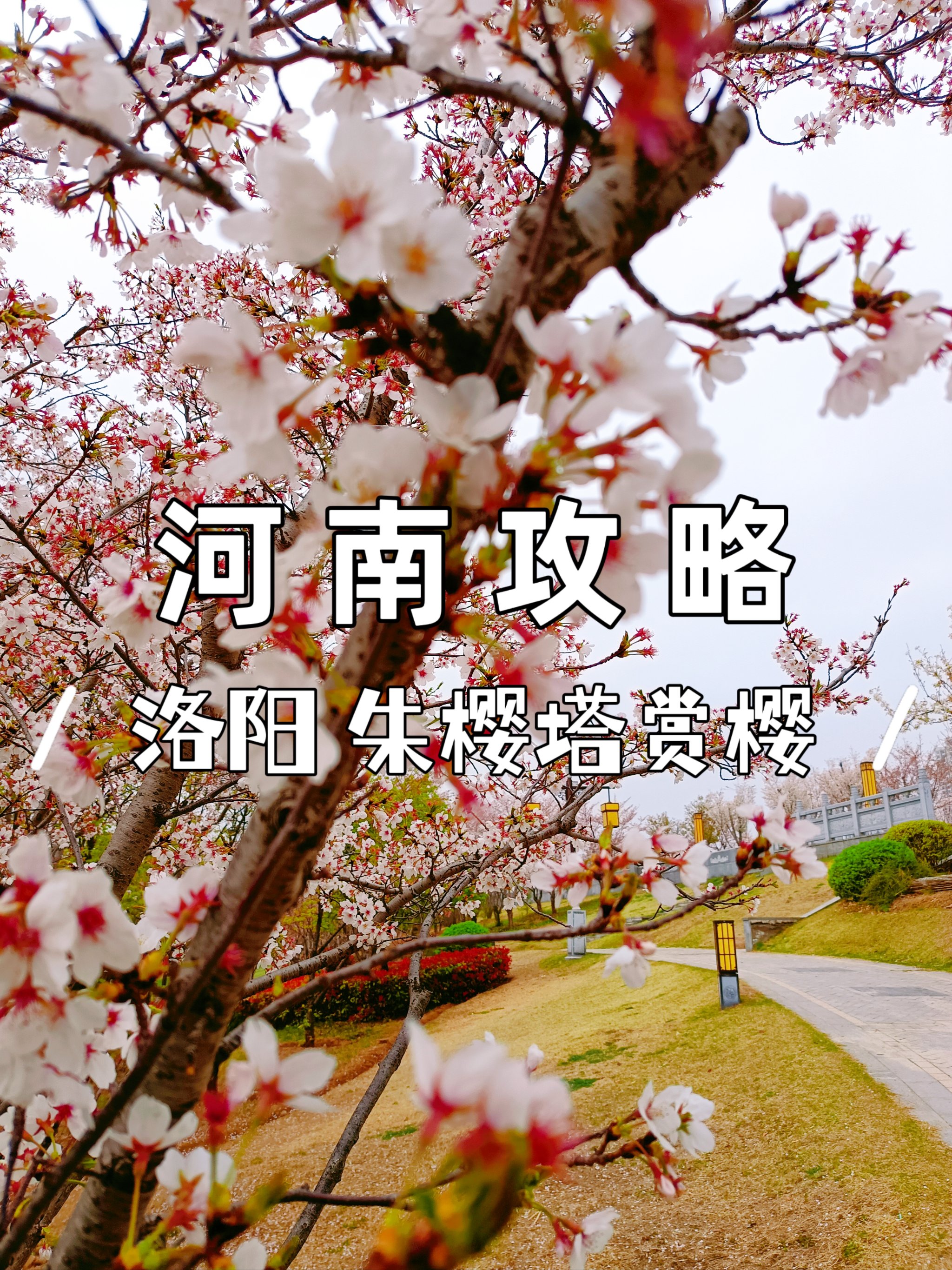 三月旅行丨河南洛阳—朱樱塔赏樱!-大众点评