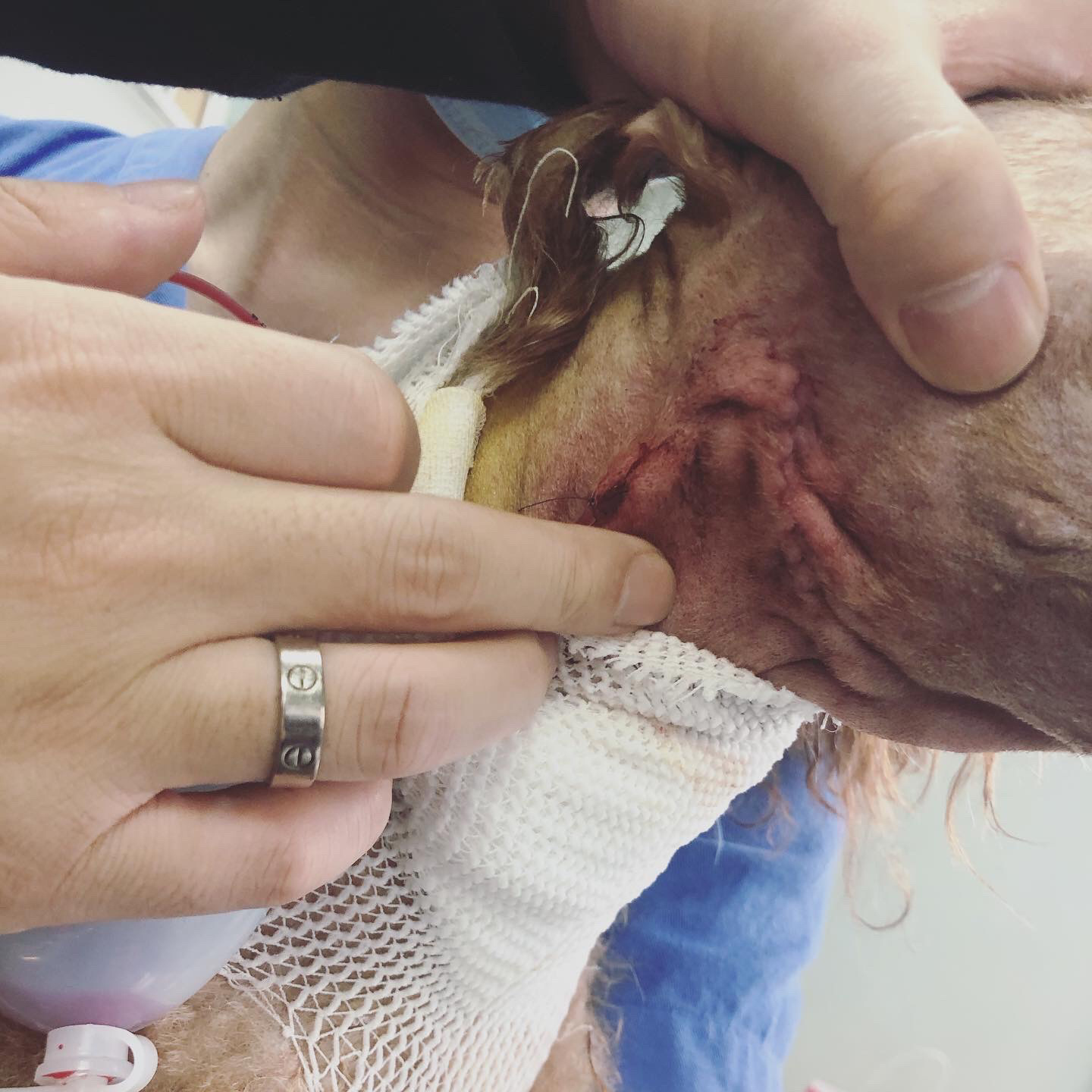 狗唾液腺/颌下腺囊肿 哪只老狗每个月都在做手术?