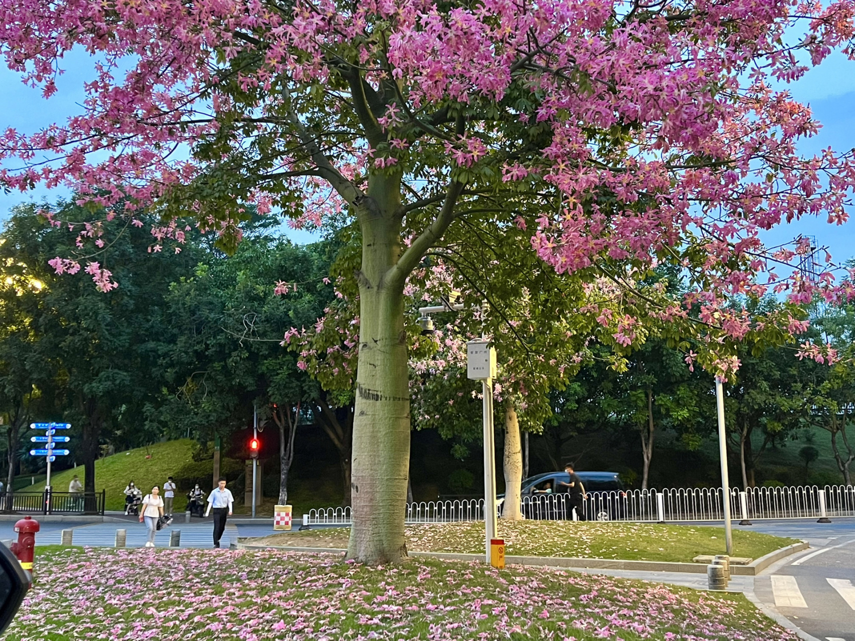 紫荆花90大腹木棉花:傻傻分不清楚 大腹木棉又称异木棉和紫荆花的