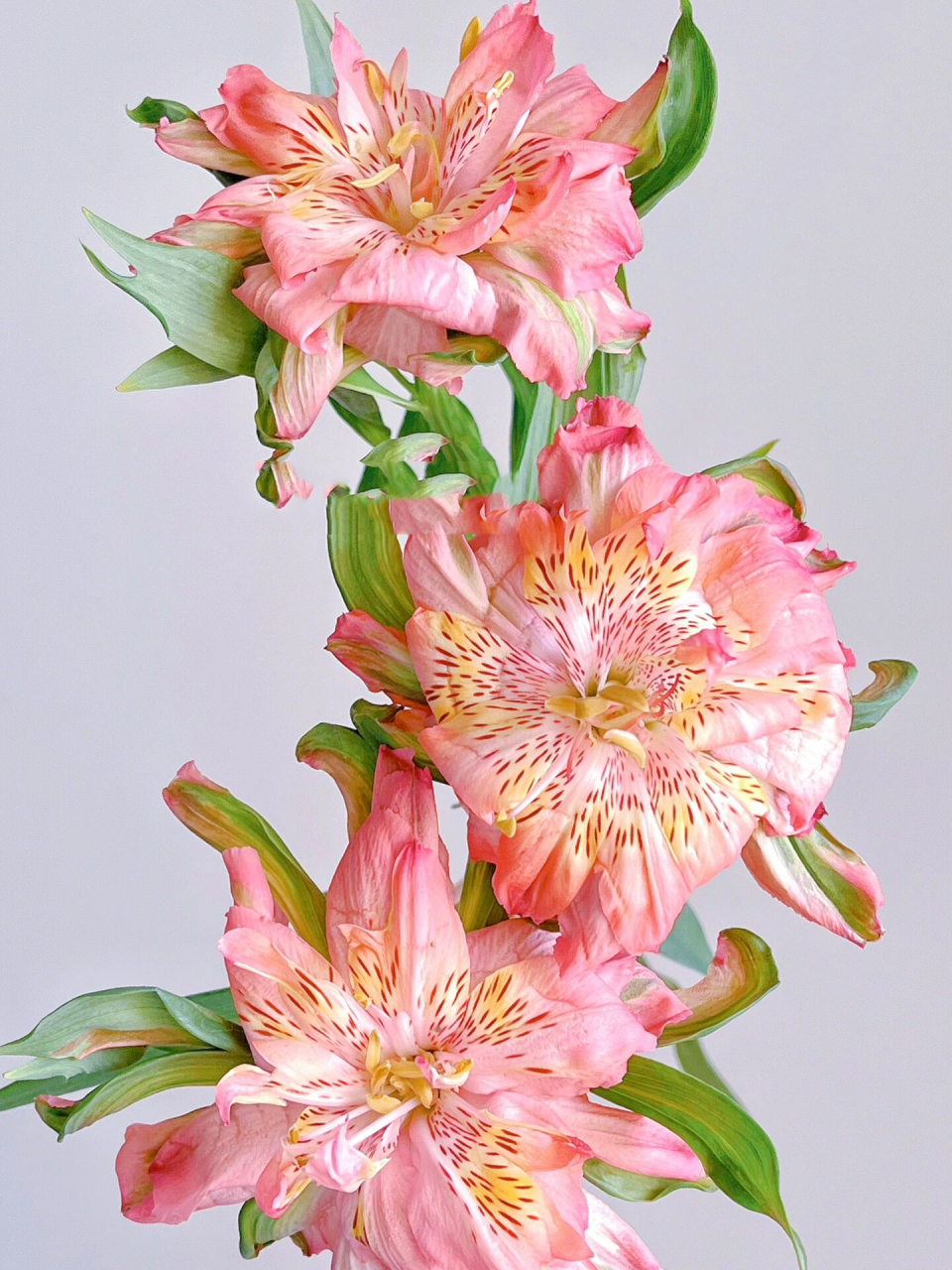 重瓣六出花 宝贝 你开的太不矜持了 插瓶不到半小时 居然开成大背头