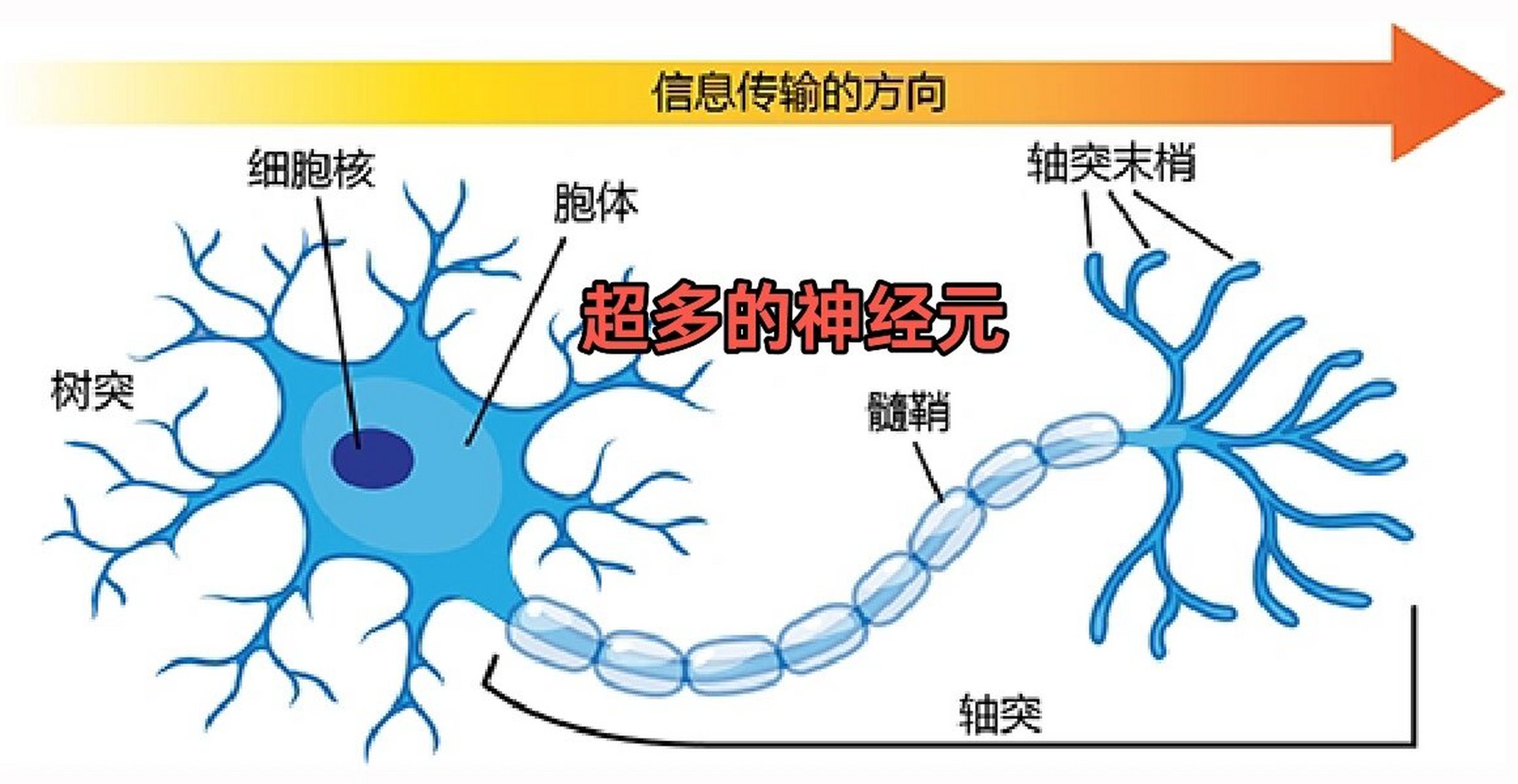 轴突末梢图片