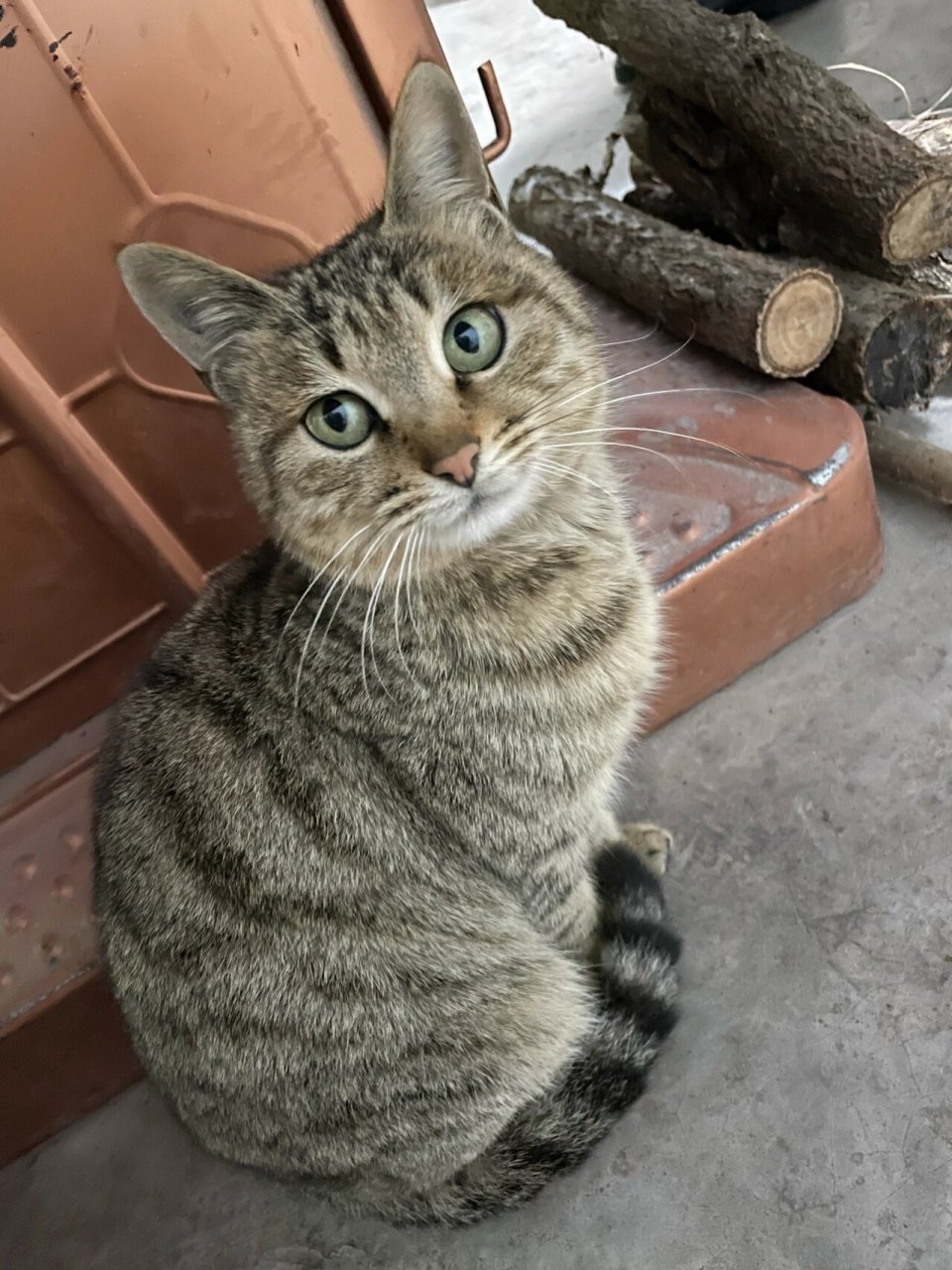 冬季里的农村狸花猫# 这两天山里下雪了7615 咱们可爱的修猫咪就