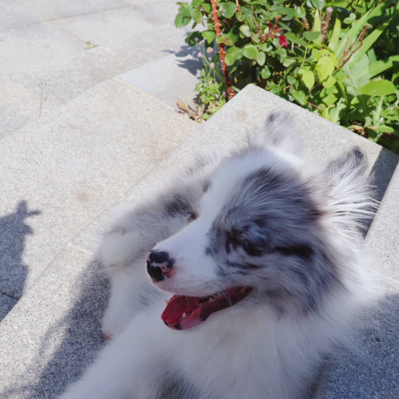 追忆一下三个月的小陨石边牧 小时候真的太奶太可爱了 后悔没有多拍些