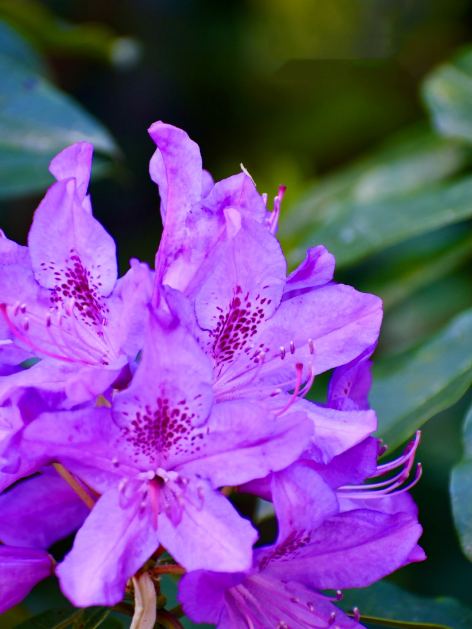 高山杜鹃～美丽的紫色 杜鹃的品种和色彩真是太丰富啦.