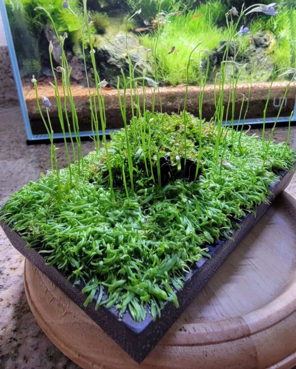 狸藻景观 禾叶狸藻也就是草缸里用的挖耳草,用它做水上叶造景开花后