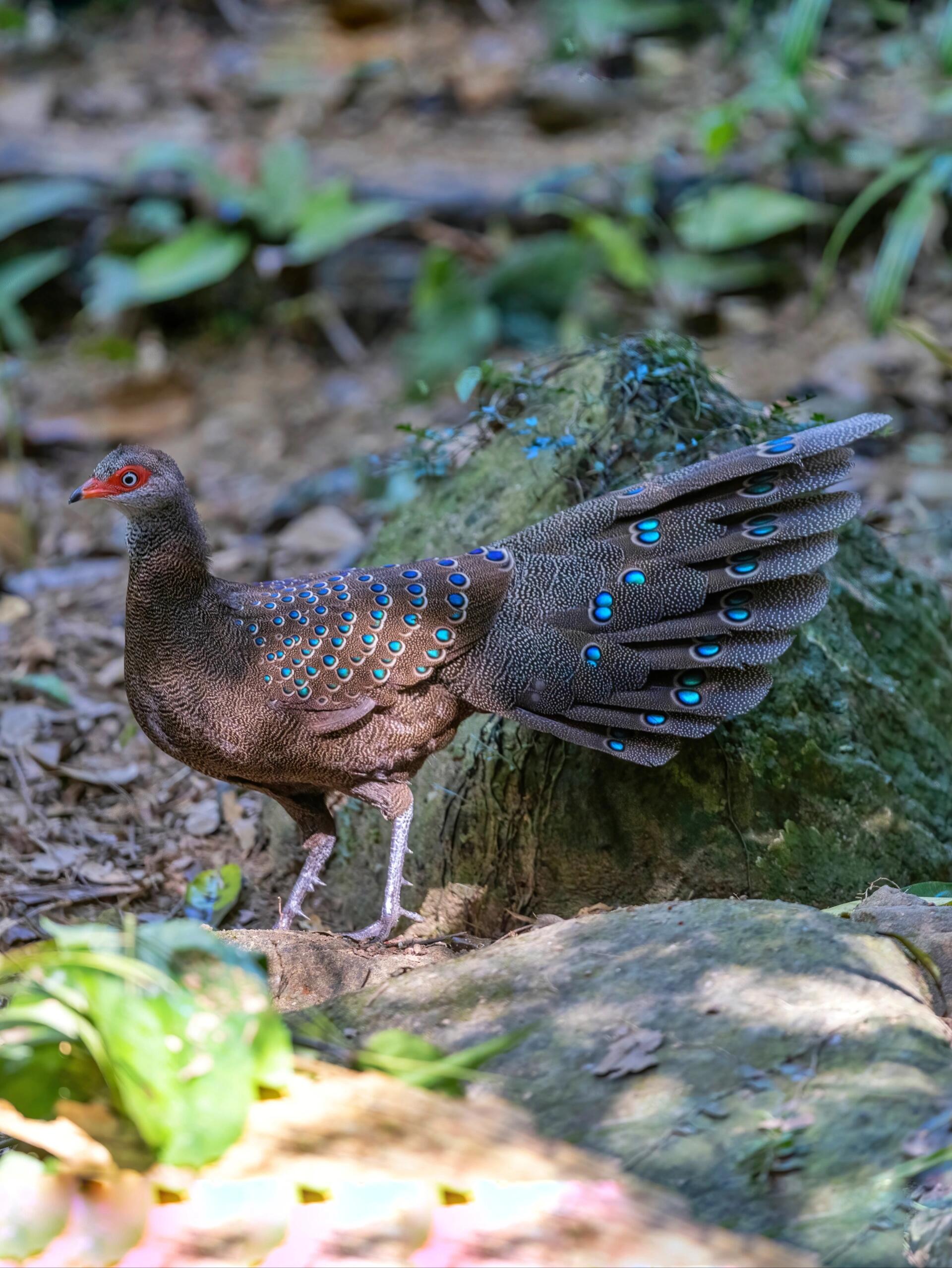 终于去看了心心念念的海南孔雀雉