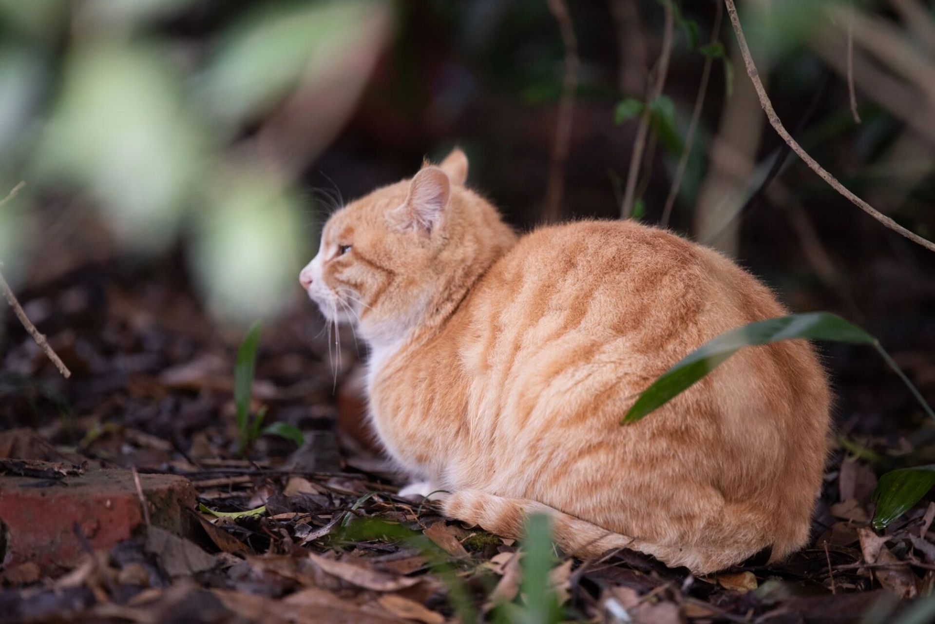 吃的胖胖的小野猫 偶尔在植物园树下树下看到的小野猫93 吃的这么胖