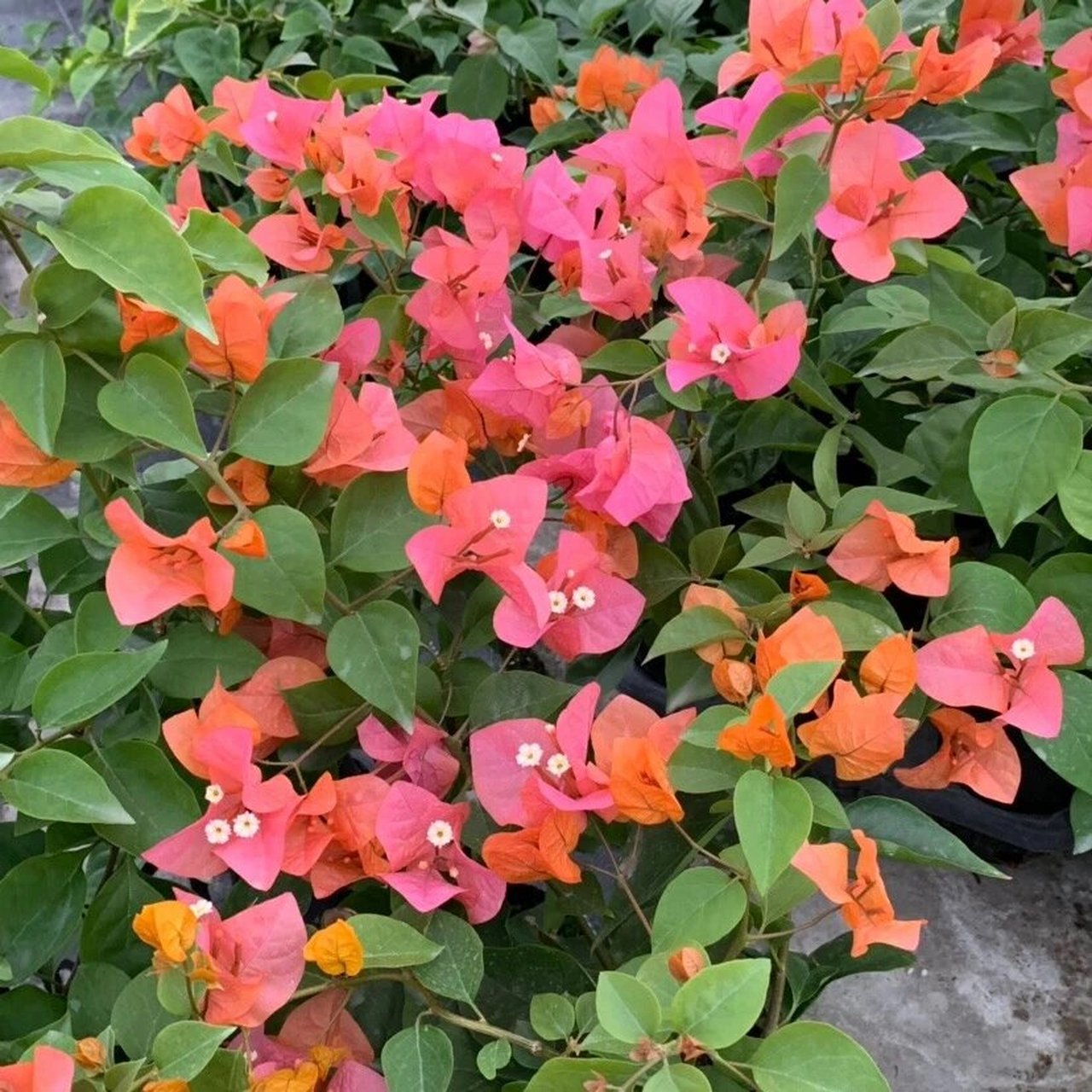 十大勤花品种四:波伊斯玫瑰 波伊斯玫瑰被花友们亲切的称之为波妹