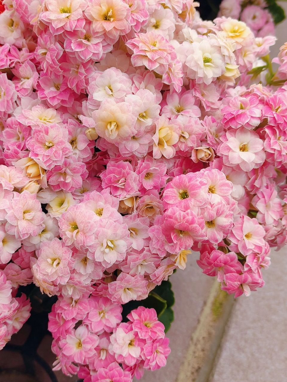『盆花分享』重瓣长寿花 彩虹糖 彩虹糖是变色龙系列的长寿花,和水果