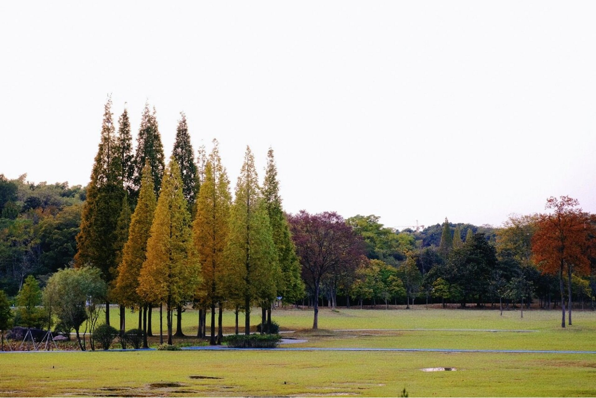 宜兴|龙背山森林公园 初秋的龙背山,缓缓飘落的枫叶像思念