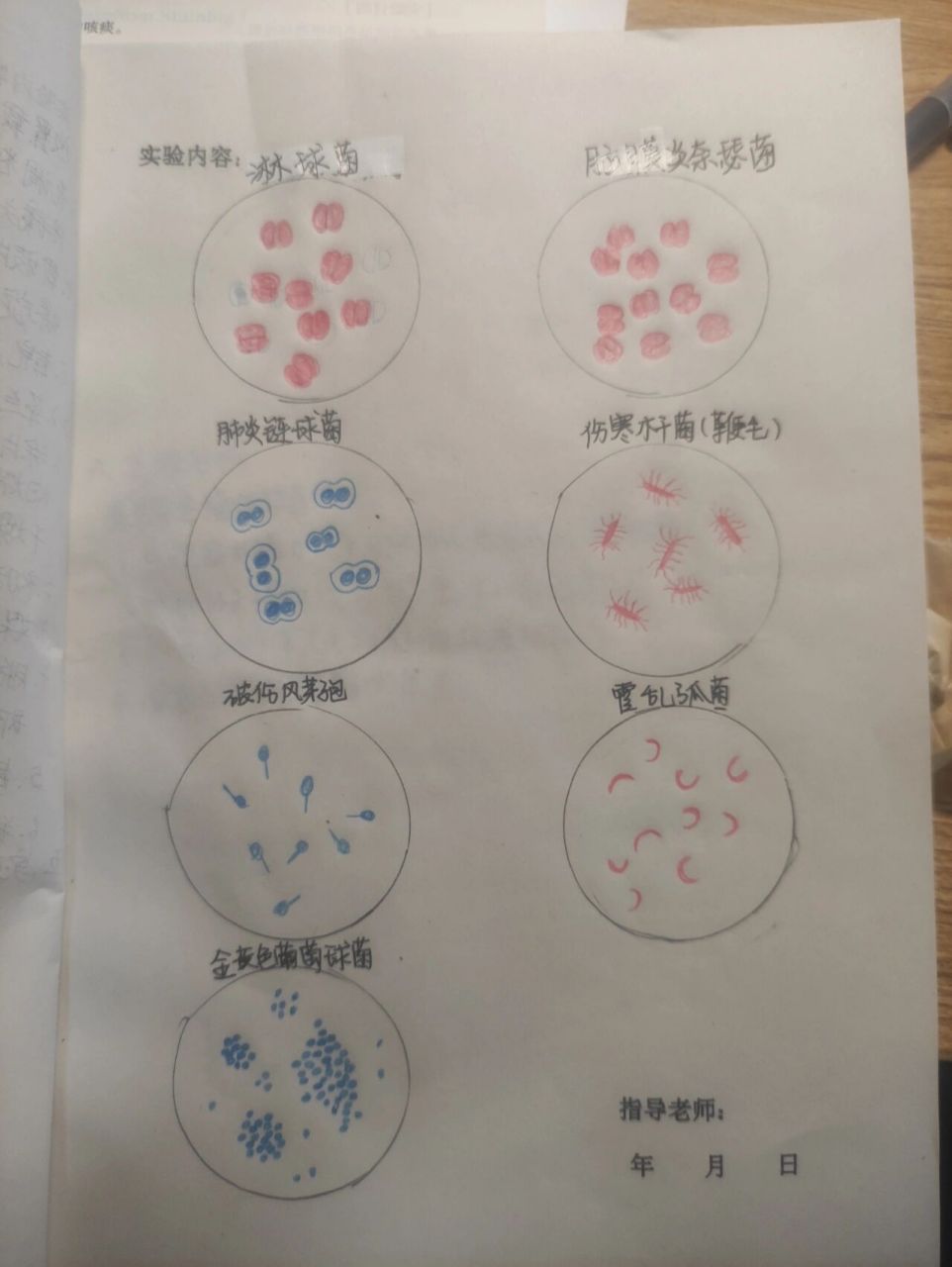 肺炎双球菌手绘图图片