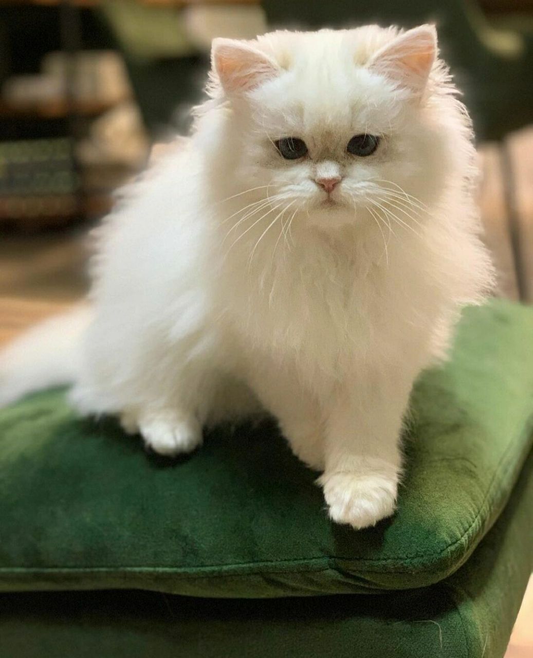 长毛金点一般多少90 其实想做繁育的,还是比较推荐养一只金点的 它