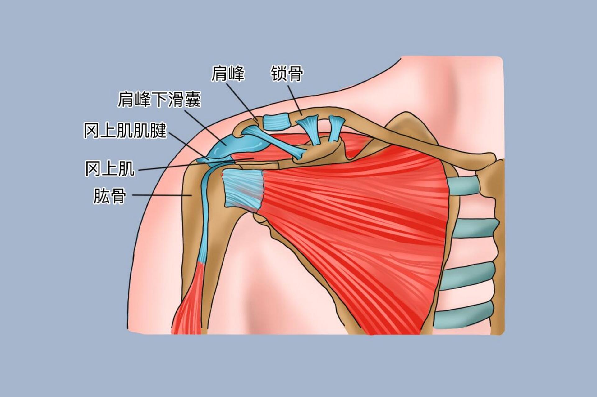 肩峰的准确位置图作用图片