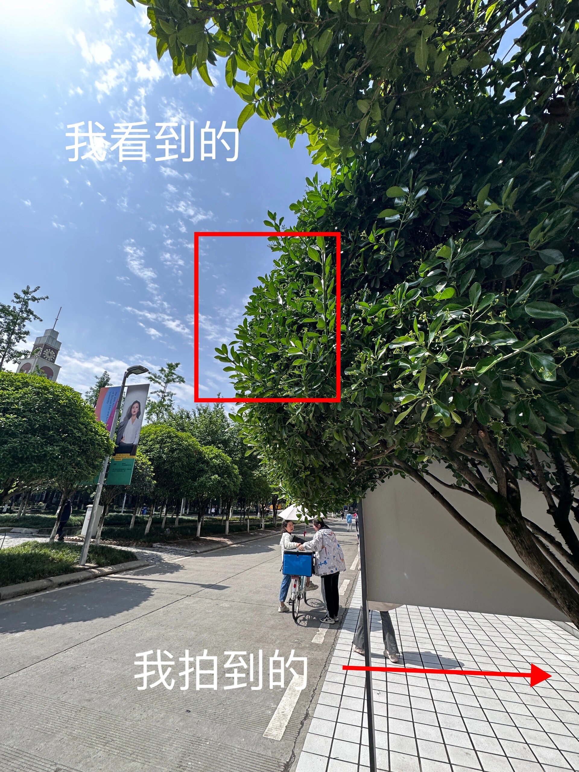 教你学会拍校园风景|细节发现美