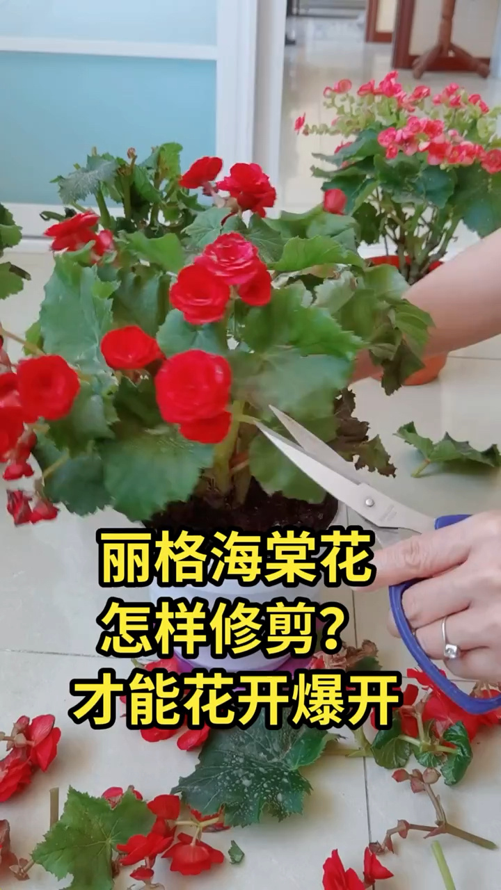 丽格海棠的修剪!