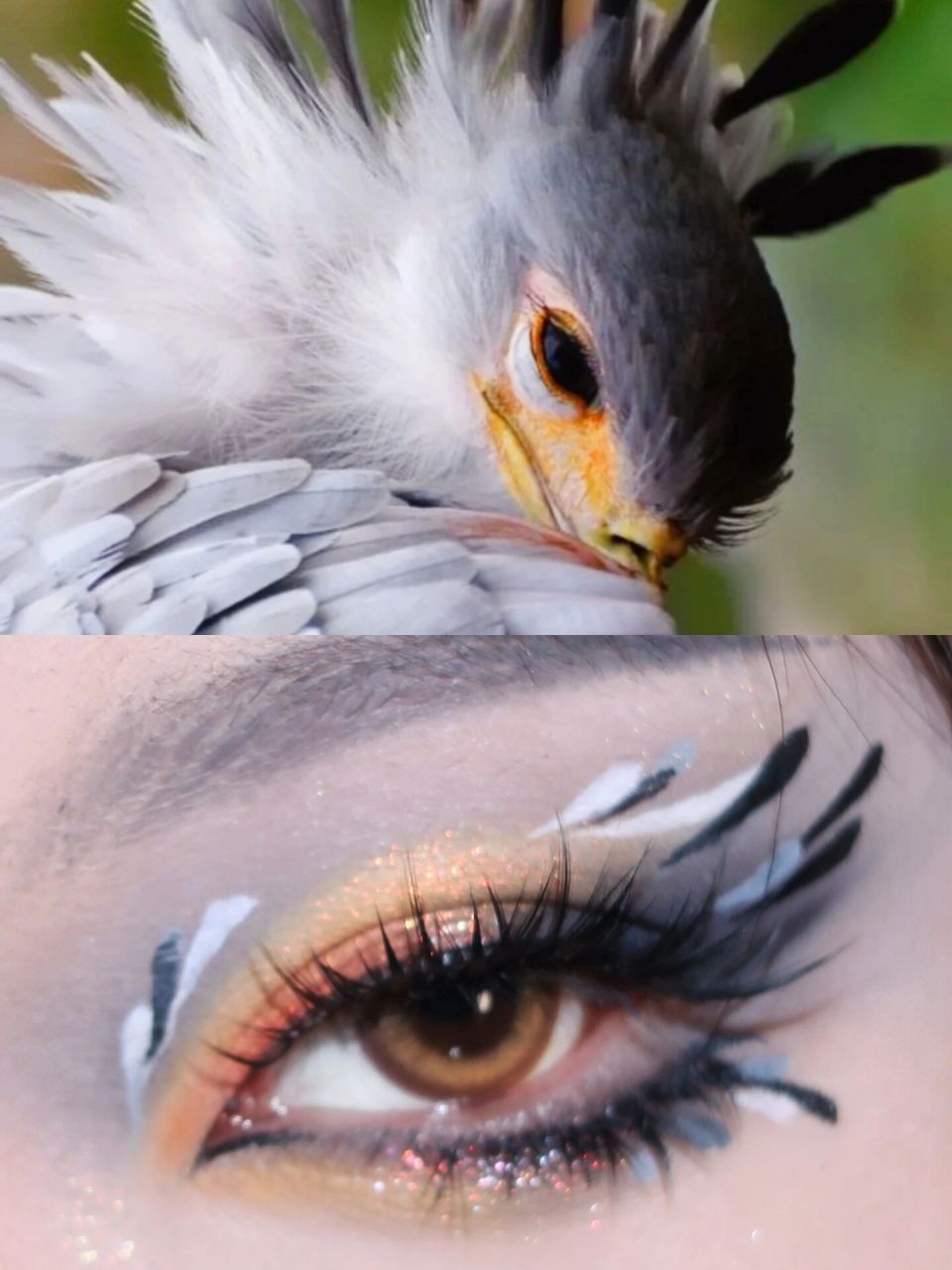 蛇鹫灵感眼妆09怎么有小鸟长得这么漂亮! 蛇鹫是鸟类中的大美女吧!