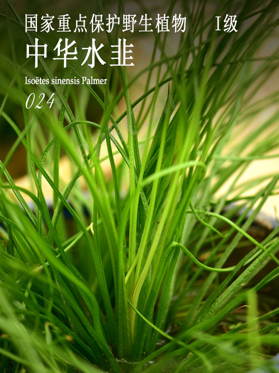 中国重点保护野生植物-024-中华水韭 中华水韭 iso05tes sinensis