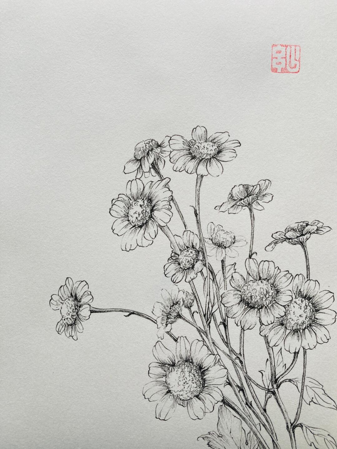 针管笔手绘 洋甘菊