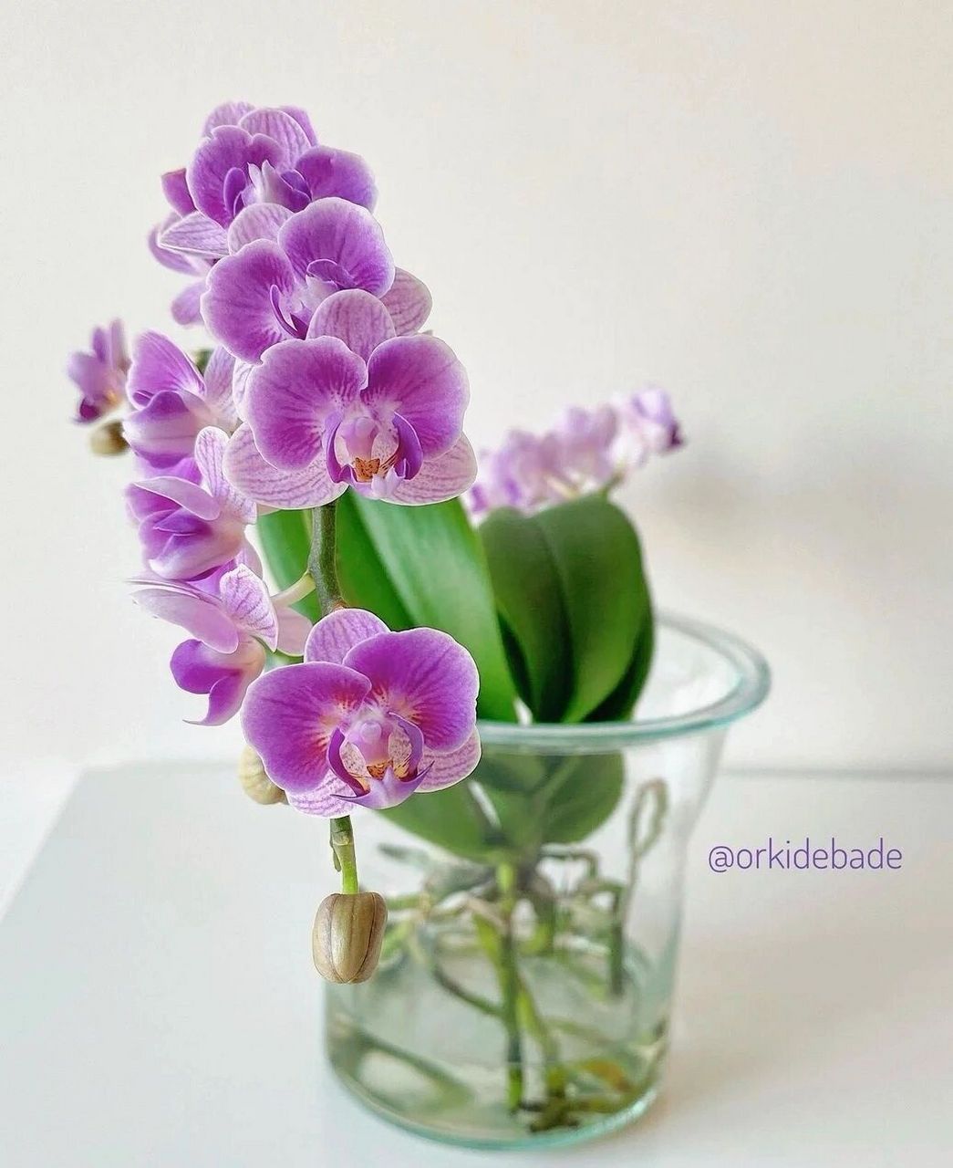 水培蝴蝶兰的操作时间一般选择4～5月,9-10月(开始生长季节,缓苗快).