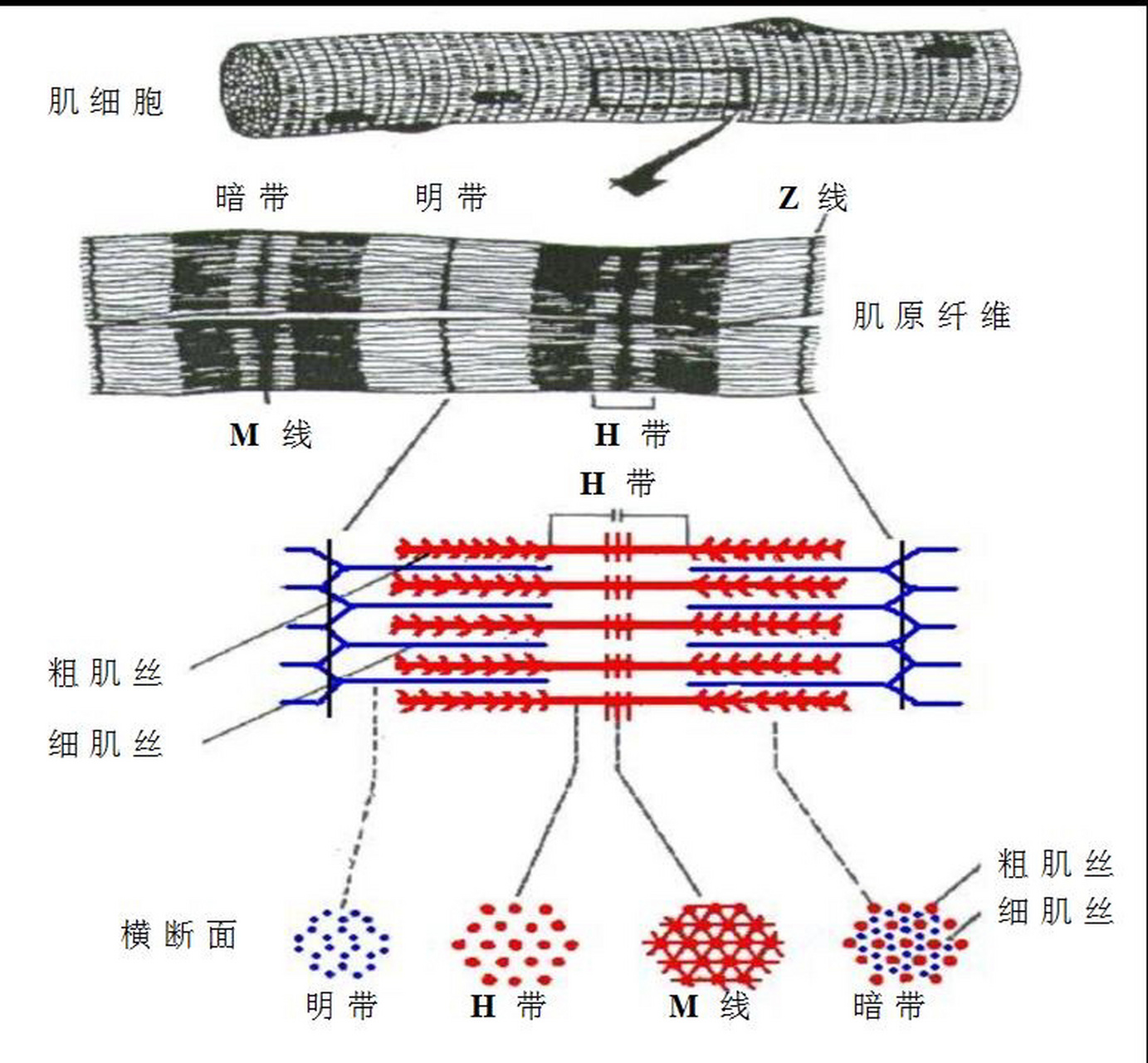 骨骼肌超微结构模式图图片