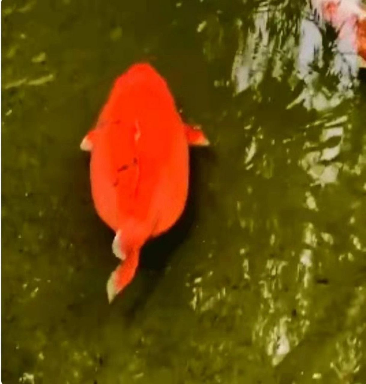 原来游泳真不减肥 近日,有游客在趵突泉游玩,晒出水中胖墩墩的鱼