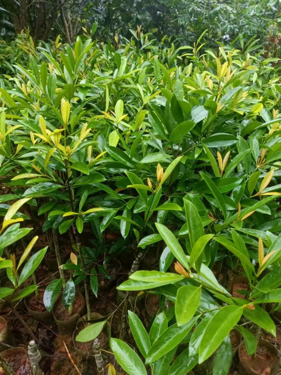 中国山竹,黄金山竹,新品种山竹苗 甜度16度中国山竹